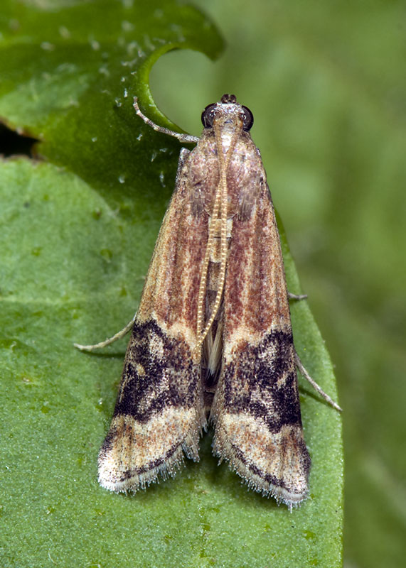 Euzopherodes charlottae, Pyralidae